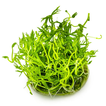Ranunculus inundatus
