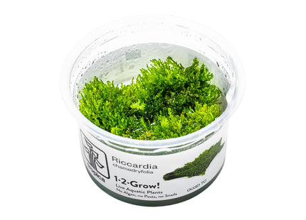 Riccardia chamedryfolia InVitro Pflanze