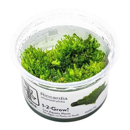 Riccardia chamedryfolia InVitro Pflanze