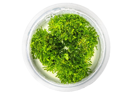 Riccardia chamedryfolia von oben