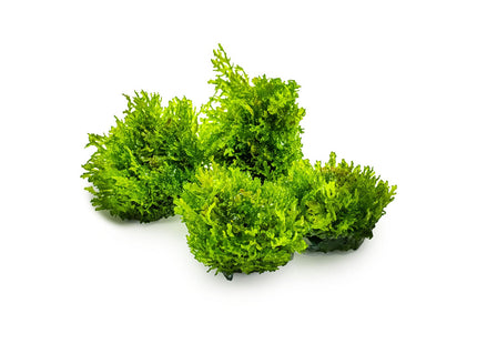 Riccardia chamedryfolia