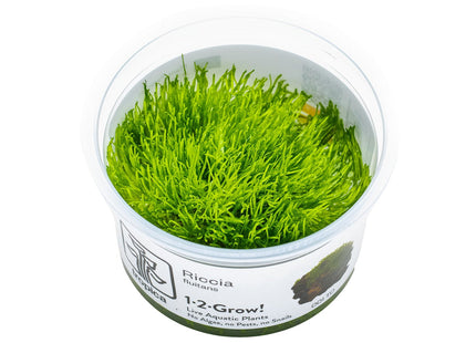 Riccia fluitans InVitro Pflanze