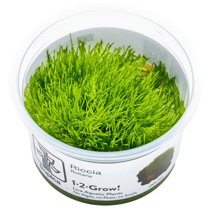 Riccia fluitans InVitro Pflanze