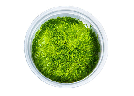 Riccia fluitans von oben