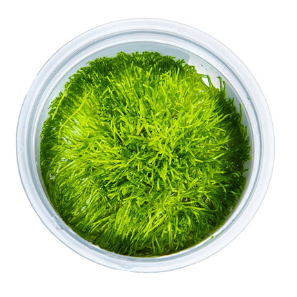Riccia fluitans von oben