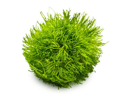 Riccia fluitans