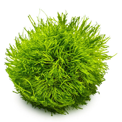 Riccia fluitans