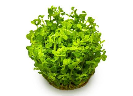 Rotala indica 'Bonsai'