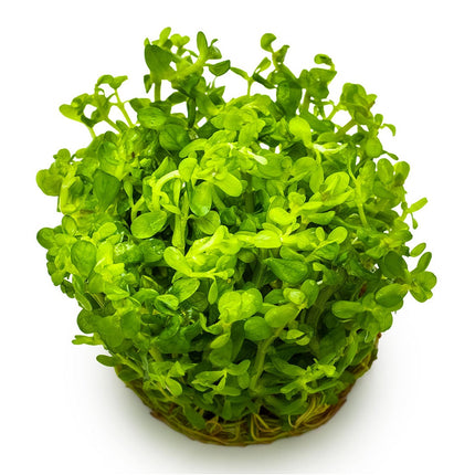 Rotala indica 'Bonsai'