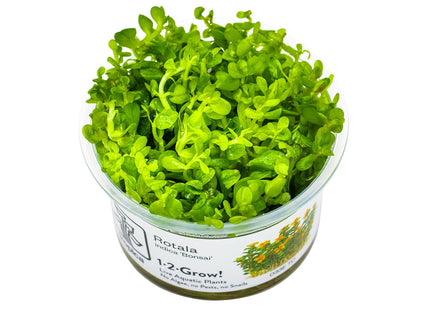Rotala indica 'Bonsai' InVitro Pfanz