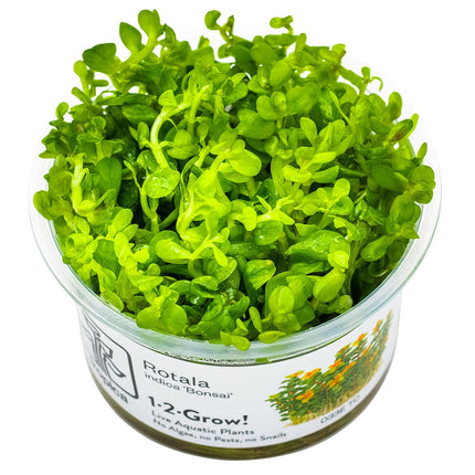 Rotala indica 'Bonsai' InVitro Pfanz
