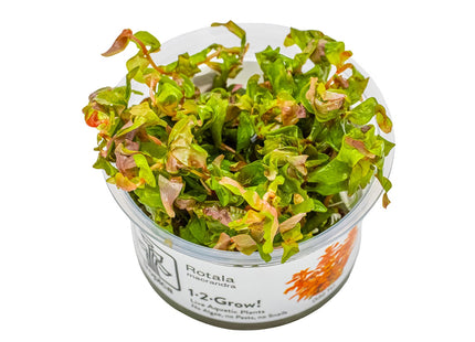 Rotala macrandra InVitro Pflanze