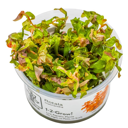 Rotala macrandra InVitro Pflanze