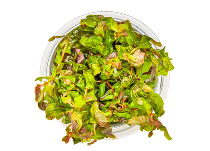 Rotala macrandra von oben