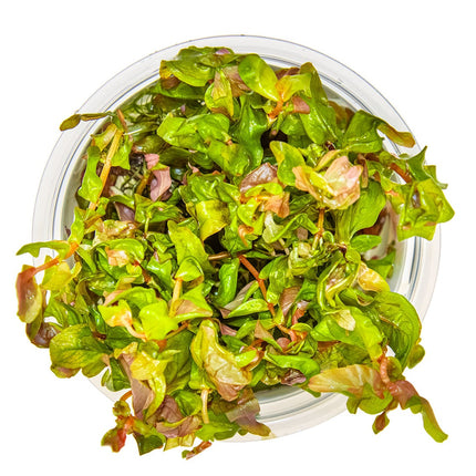 Rotala macrandra von oben