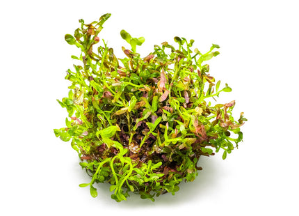 Rotala rotundifolia 'Blood Red'