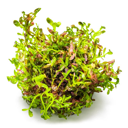 Rotala rotundifolia 'Blood Red'