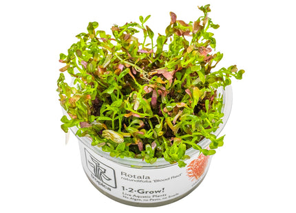 Rotala rotundifolia 'Blood Red' InVitro Pflanze