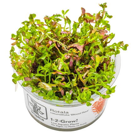 Rotala rotundifolia 'Blood Red' InVitro Pflanze