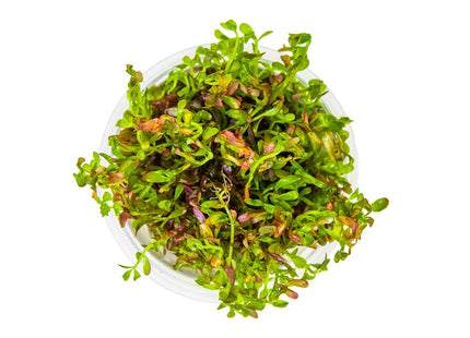 Rotala rotundifolia 'Blood Red' von oben