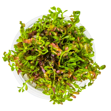 Rotala rotundifolia 'Blood Red' von oben