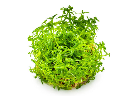 Rotala rotundifolia 'Green'