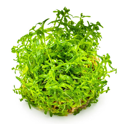 Rotala rotundifolia 'Green'
