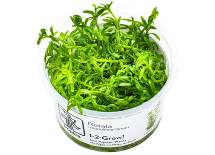 Rotala rotundifolia 'Green' InVitro Pflanze von vorne