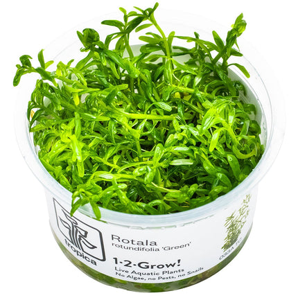 Rotala rotundifolia 'Green' InVitro Pflanze von vorne