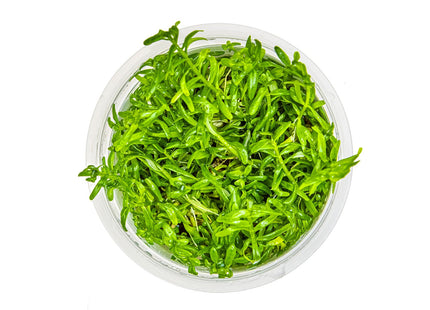 Rotala rotundifolia 'Green' InvItro Pflanze von oben