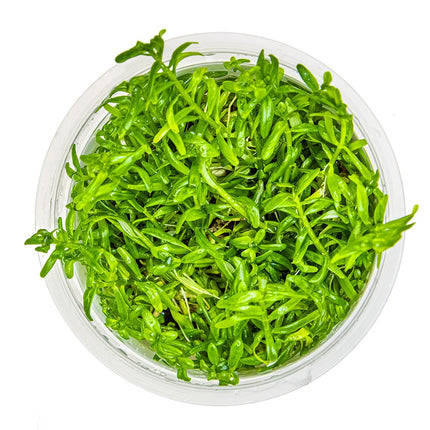 Rotala rotundifolia 'Green' InvItro Pflanze von oben