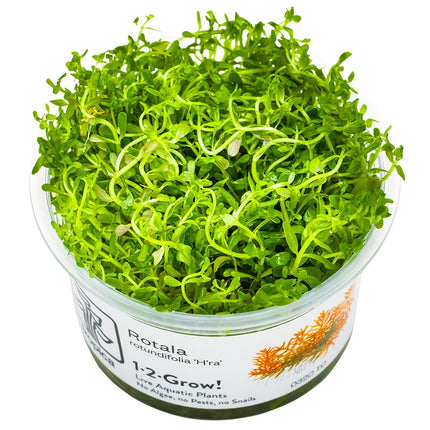 Rotala rotundifolia 'H'ra' InVitro Pflanze