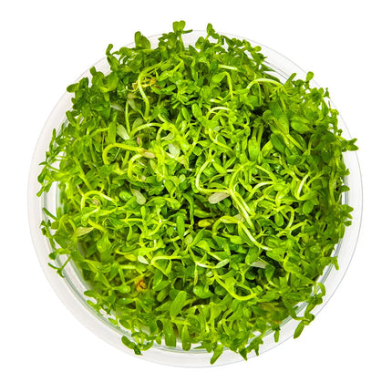 Rotala rotundifolia 'H'ra' von oben