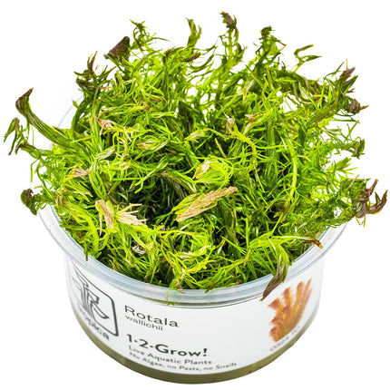 Rotala wallichii InVitro Pflanze