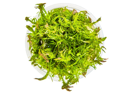 Rotala wallichii von oben