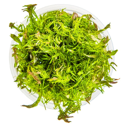 Rotala wallichii von oben