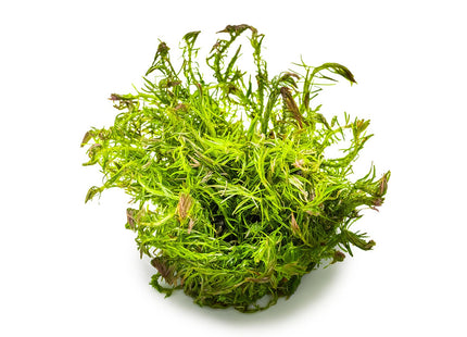 Rotala wallichii