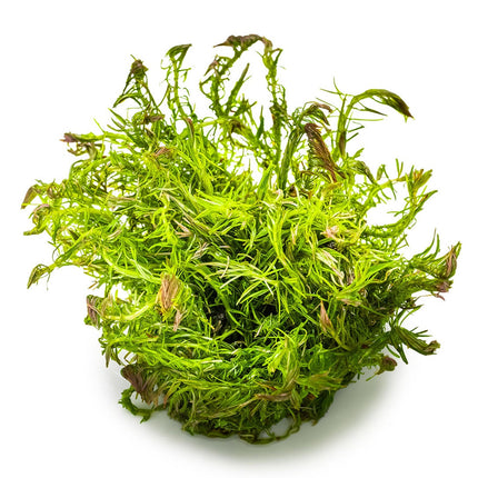 Rotala wallichii