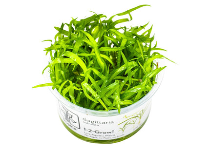 Sagittaria subulata InVitro Pflanze