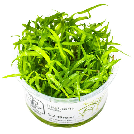 Sagittaria subulata InVitro Pflanze