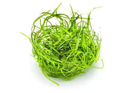 Sagittaria subulata 'Needle Leaf'