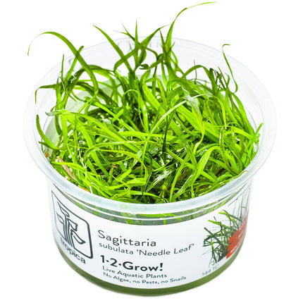 Sagittaria subulata 'Needle Leaf' InVitro Pflanze