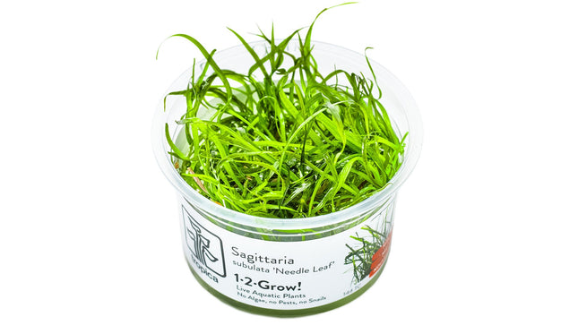 Sagittaria subulata 'Needle Leaf' InVitro Pflanze