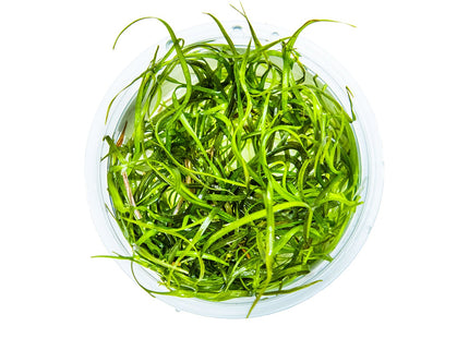 Sagittaria subulata 'Needle Leaf' von oben