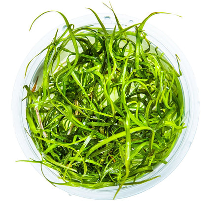 Sagittaria subulata 'Needle Leaf' von oben