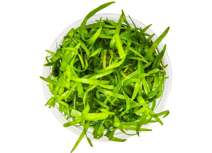 Sagittaria subulata von oben