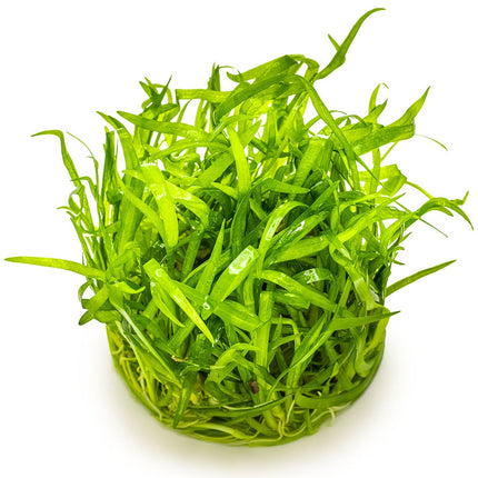 Sagittaria subulata