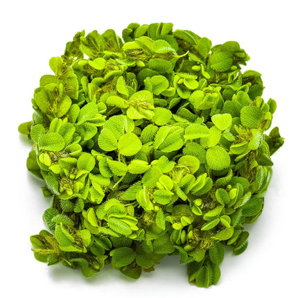 Salvinia minima