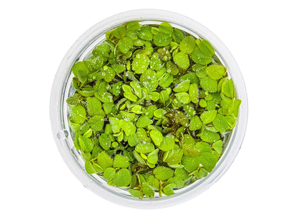 Salvinia minima von oben