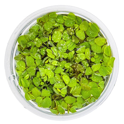 Salvinia minima von oben